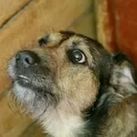 Pies do adopcji, Wałbrzych, 17 czerwca 2022