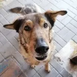 Pies do adopcji, Wałbrzych, 6 czerwca 2019
