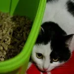 Kot do adopcji, Wałbrzych, 24 lutego 2022