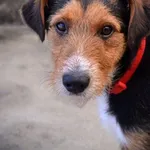 Pies do adopcji, Rzeszów, 8 lipca 2022