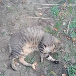 Zaginął kot, Konin, 12 listopada 2022