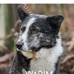 Pies do adopcji, Gdynia, 14 września 2021