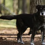 Pies do adopcji, Piła, 21 lutego 2019