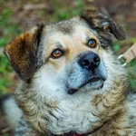 Pies do adopcji, Piła, 22 lipca 2015