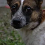Pies do adopcji, Piła, 9 listopada 2021