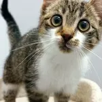 Kot do adopcji, Piła, 8 września 2022