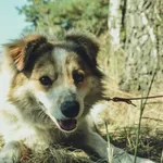 Pies do adopcji, Piła, 14 października 2017