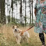 Pies do adopcji, Piła, 14 października 2017