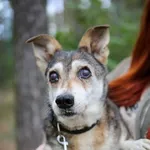 Pies do adopcji, Piła, 13 kwietnia 2019