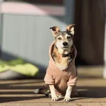 Pies do adopcji, Piła, 13 kwietnia 2019