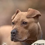 Pies do adopcji, Gdynia, 2 lutego 2022