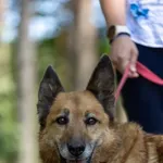 Pies do adopcji, Piła, 13 lutego 2020