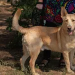 Pies do adopcji, Piła, 7 sierpnia 2019