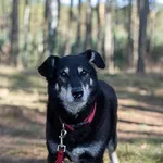 Pies do adopcji, Piła, 13 kwietnia 2019
