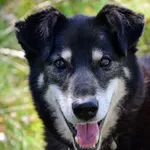 Pies do adopcji, Piła, 13 kwietnia 2019