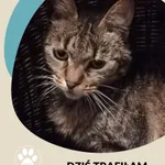 Znaleziono kota, Gdynia, 3 października 2022
