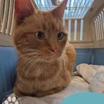 Znaleziono kota, Gdynia, 10 marca 2025