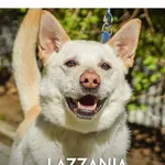 Pies do adopcji, Gdynia, 16 stycznia 2021