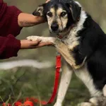 Pies do adopcji, Piła, 13 kwietnia 2019