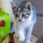 Kot do adopcji, Piła, 10 lipca 2022
