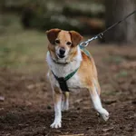 Pies do adopcji, Piła, 12 kwietnia 2021