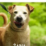 Pies do adopcji, Gdynia, 11 czerwca 2021
