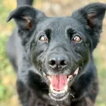 Pies do adopcji, Piła, 7 czerwca 2019