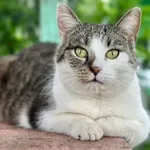 Kot do adopcji, Piła, 13 marca 2022