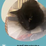 Znaleziono kota, Gdynia, 14 października 2022
