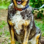 Pies do adopcji, Piła, 3 września 2016