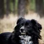 Pies do adopcji, Piła, 12 sierpnia 2020