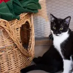 Kot do adopcji, Piła, 15 lipca 2022