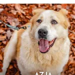 Pies do adopcji, Gdynia, 23 listopada 2021
