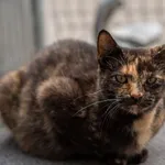 Kot do adopcji, Piła, 4 czerwca 2022