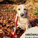 Pies do adopcji, Gdynia, 12 listopada 2022