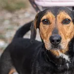 Pies do adopcji, Piła, 10 czerwca 2018
