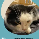 Znaleziono kota, Gdynia, 28 października 2022