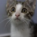 Kot do adopcji, Piła, 10 lipca 2022