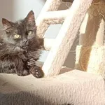 Kot do adopcji, Piła, 10 sierpnia 2022
