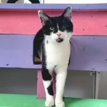 Kot do adopcji, Piła, 8 października 2021