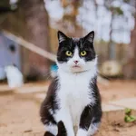 Kot do adopcji, Piła, 9 listopada 2019