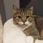 Kot do adopcji, Piła, 11 czerwca 2019