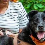 Pies do adopcji, Piła, 5 sierpnia 2019