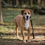 Pies do adopcji, Piła, 28 maja 2019