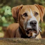 Pies do adopcji, Piła, 28 maja 2019