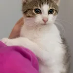 Kot do adopcji, Piła, 25 czerwca 2022