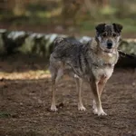 Pies do adopcji, Piła, 13 kwietnia 2019