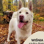 Pies do adopcji, Gdynia, 8 listopada 2022