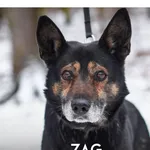 Pies do adopcji, Gdynia, 21 stycznia 2021