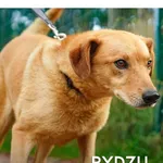 Pies do adopcji, Gdynia, 19 października 2021